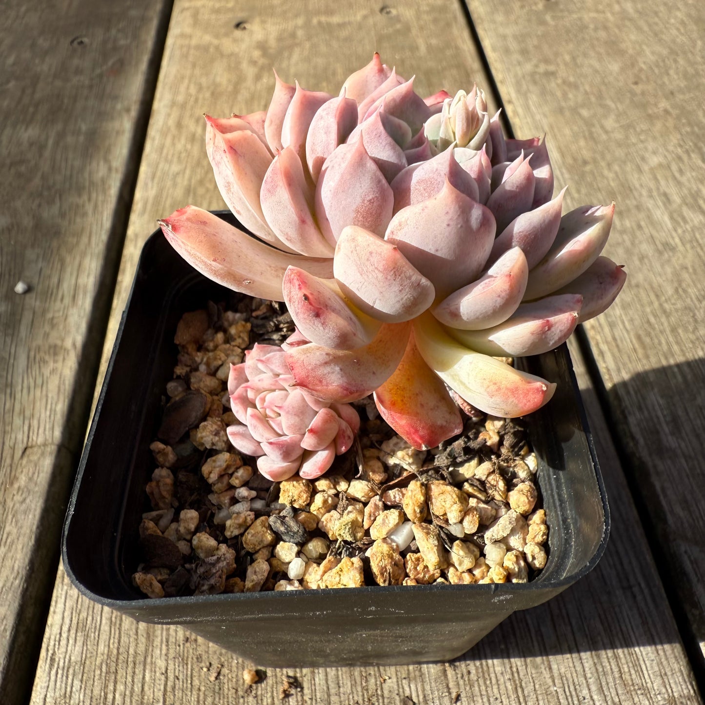 1208 Echeveria 'Sweet Bean'