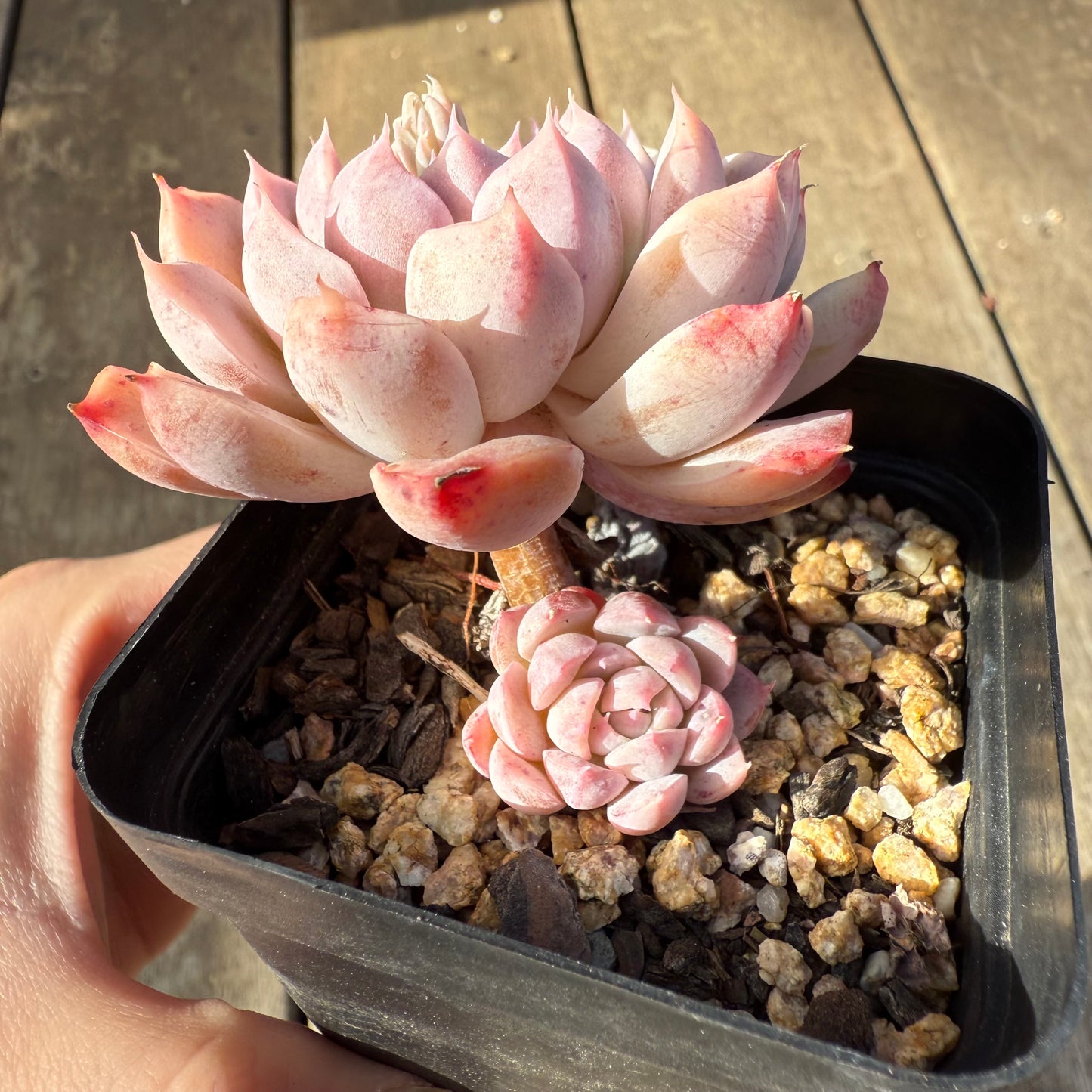 1208 Echeveria 'Sweet Bean'
