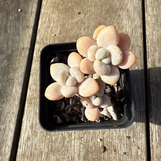 1208 Graptosedum Miul