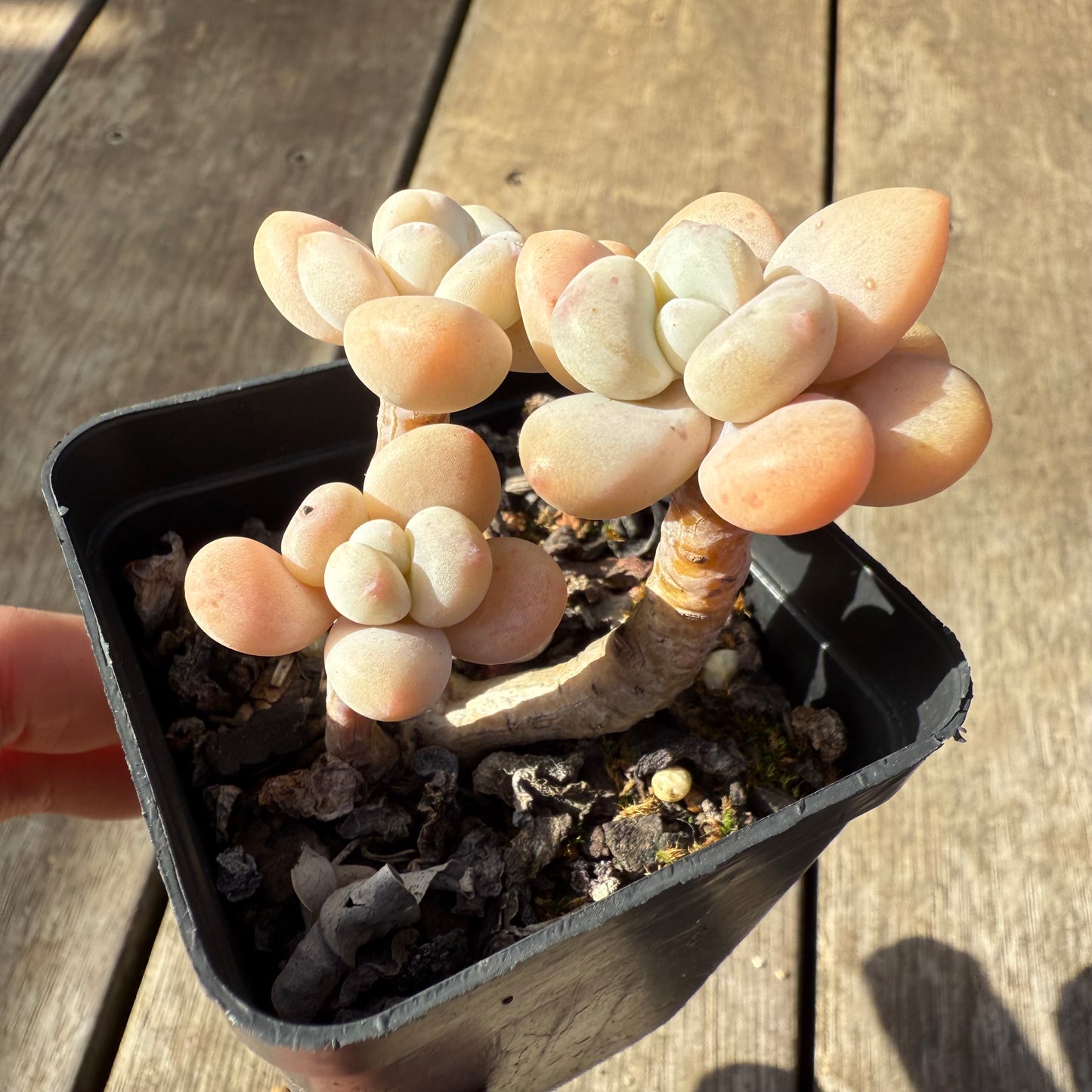 1208 Graptosedum Miul