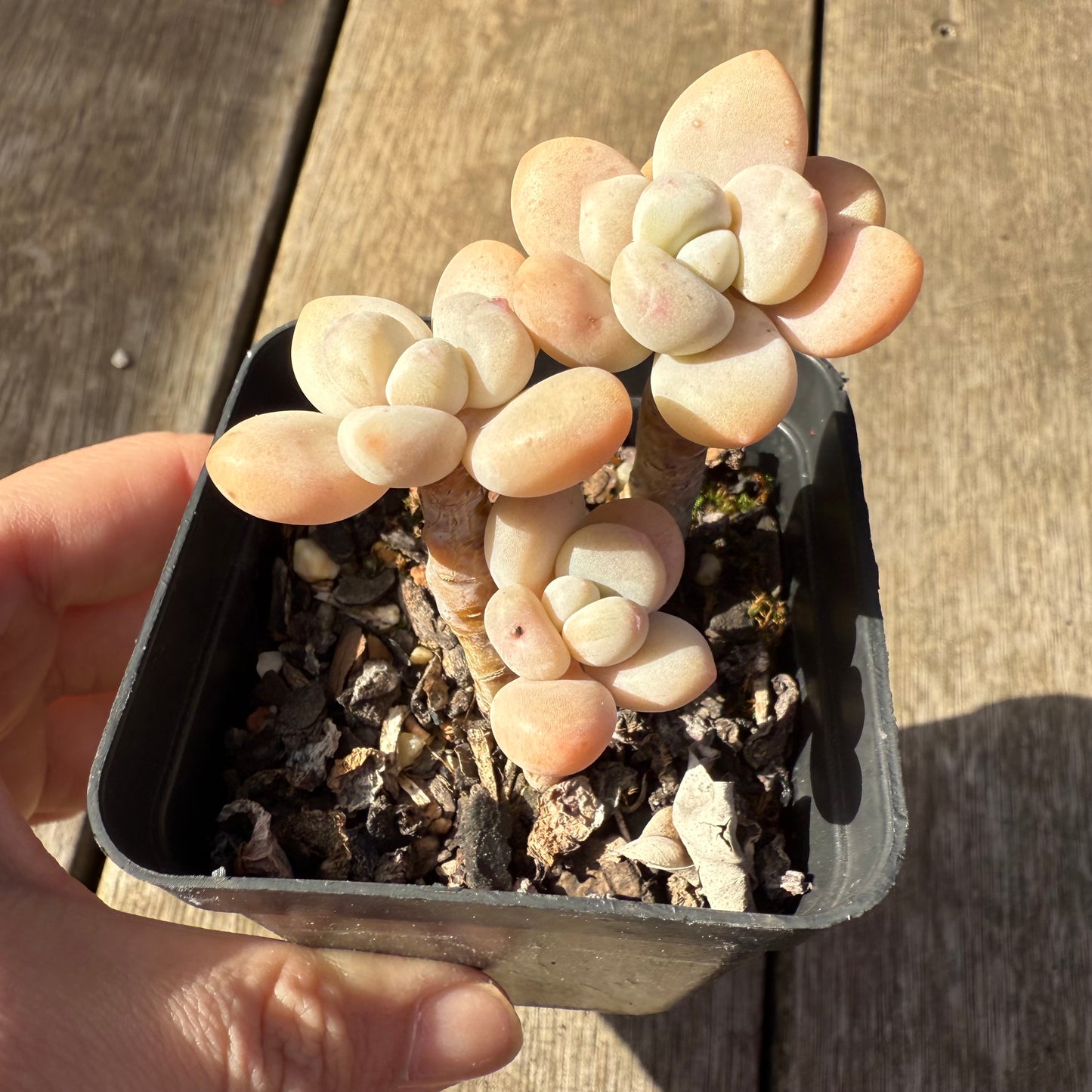 1208 Graptosedum Miul