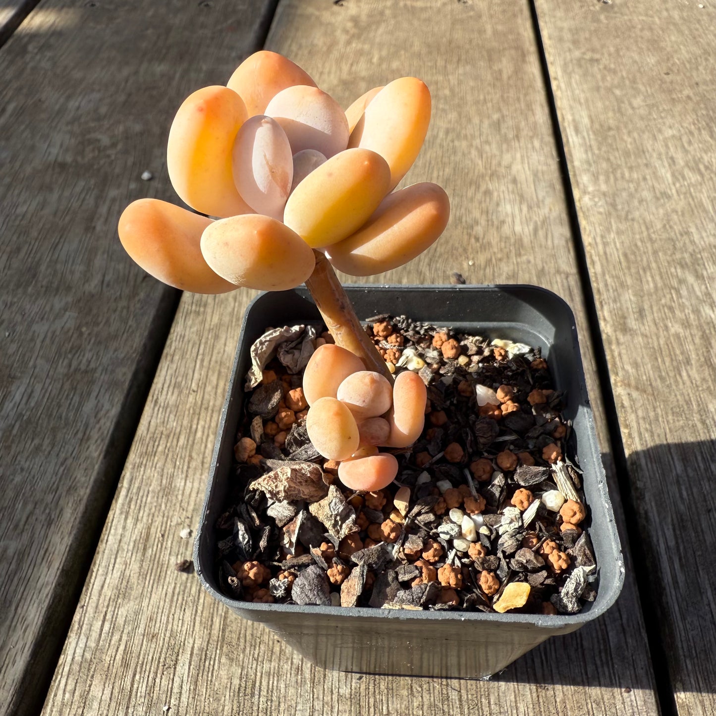 1208 Pachyphytum Orange Snowball