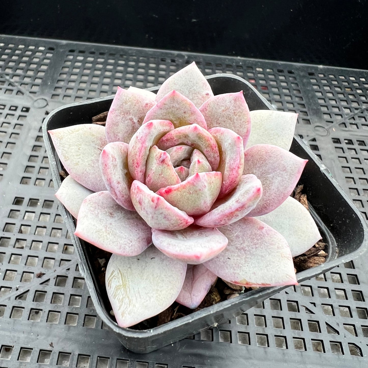 1209 Echeveria German Champagne