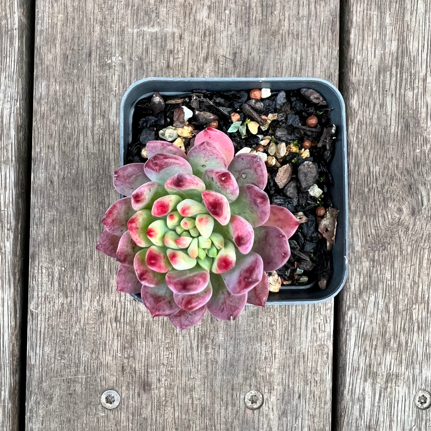 1209 Sedeveria Blue Elf