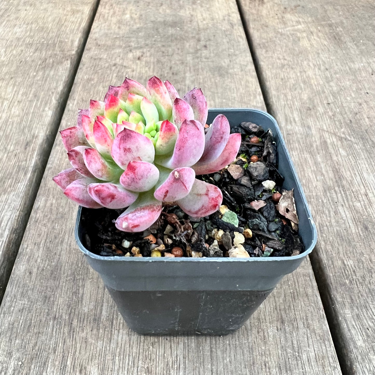 1209 Sedeveria Blue Elf