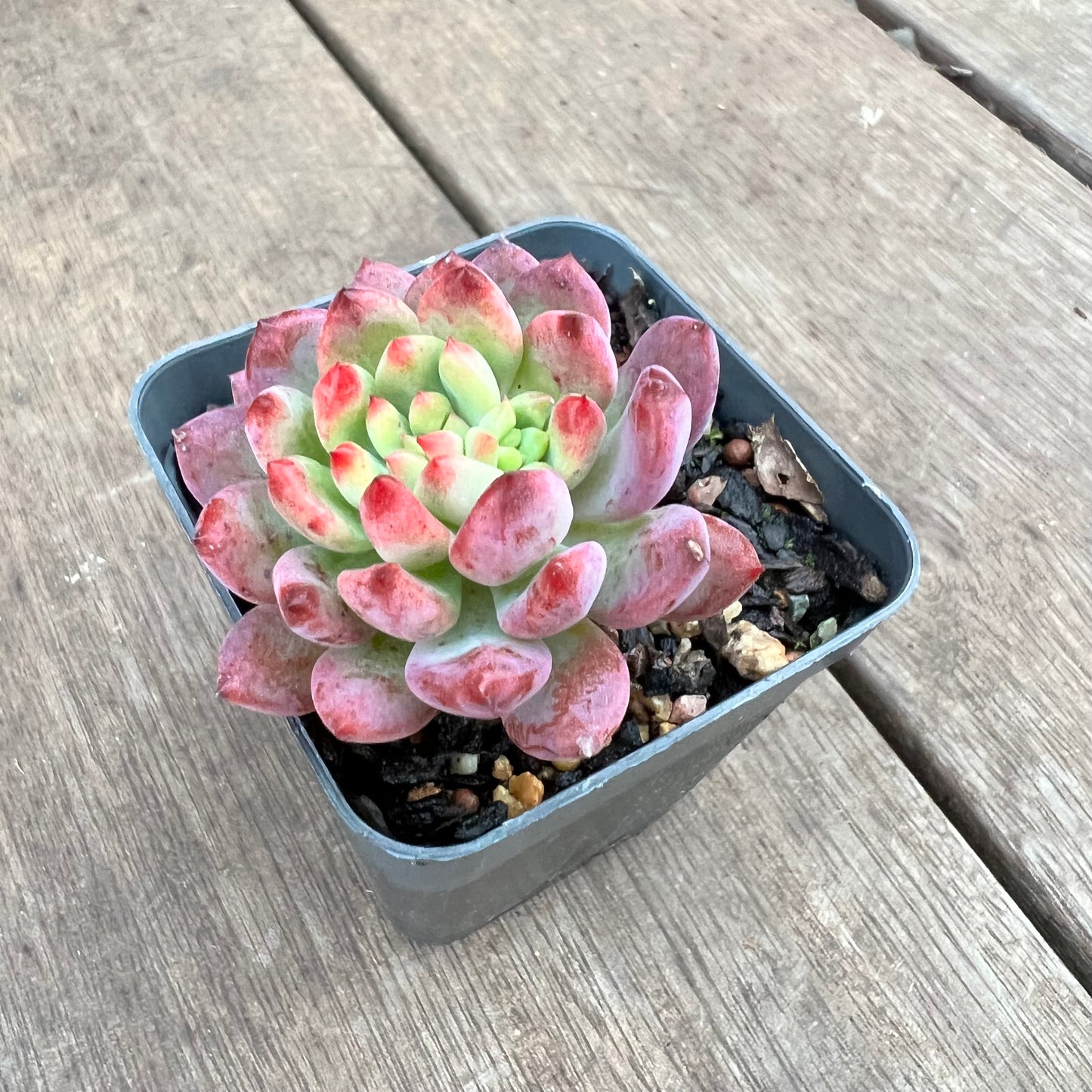 1209 Sedeveria Blue Elf