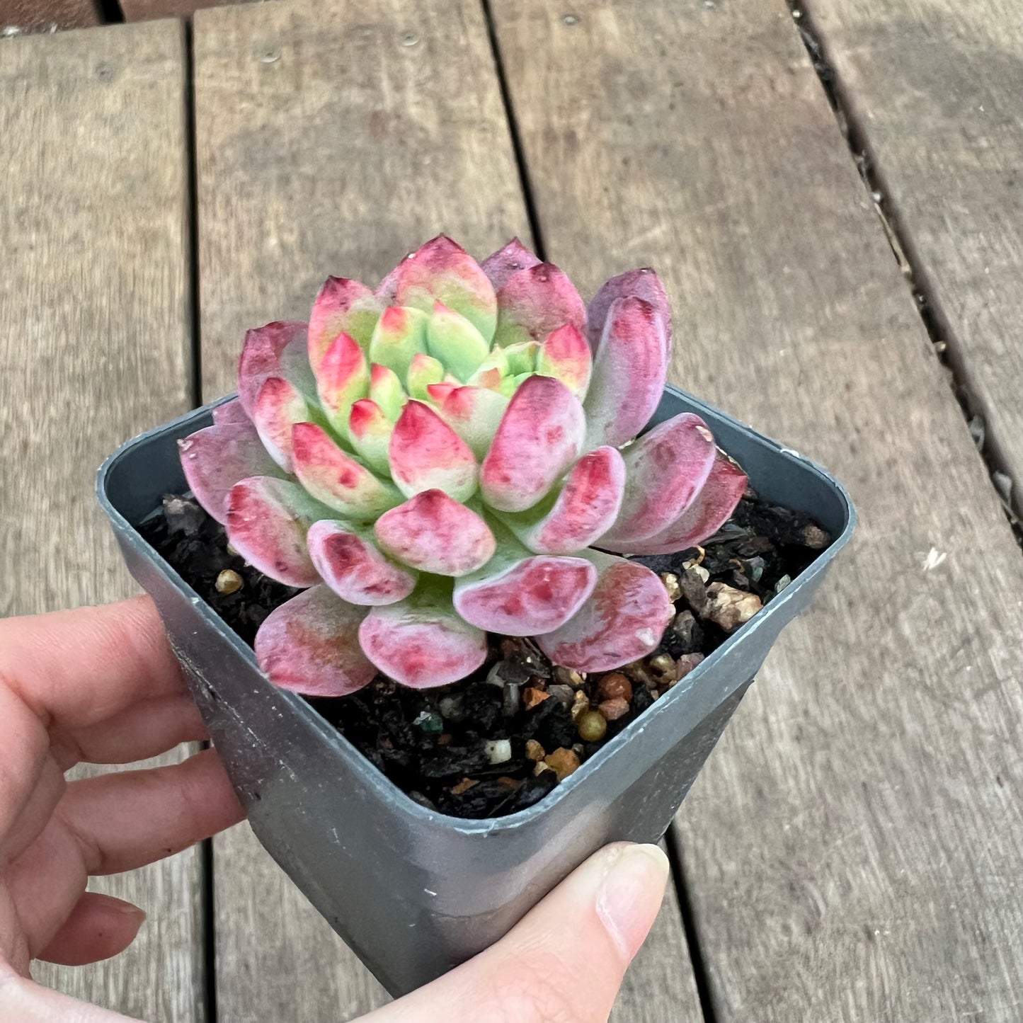 1209 Sedeveria Blue Elf