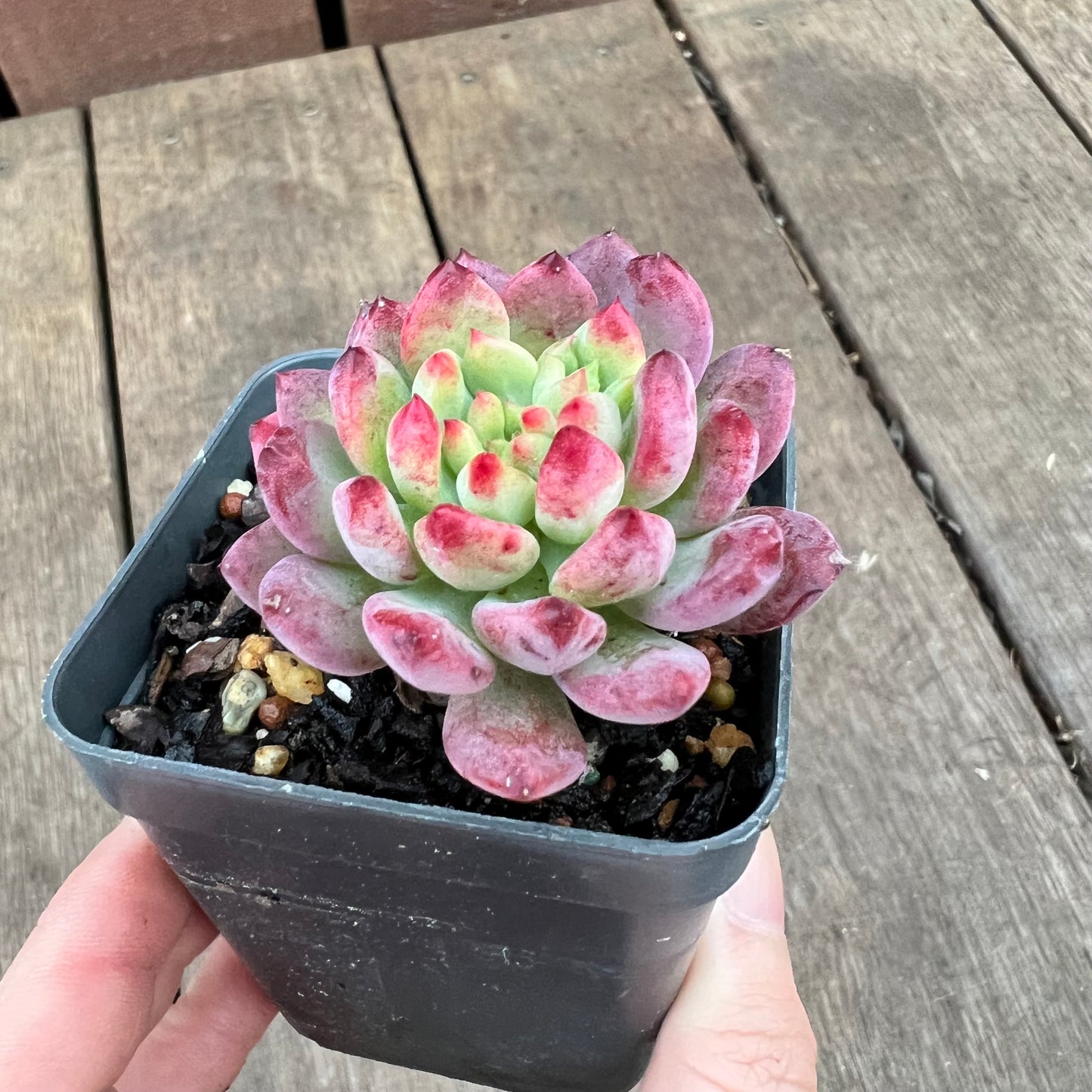 1209 Sedeveria Blue Elf