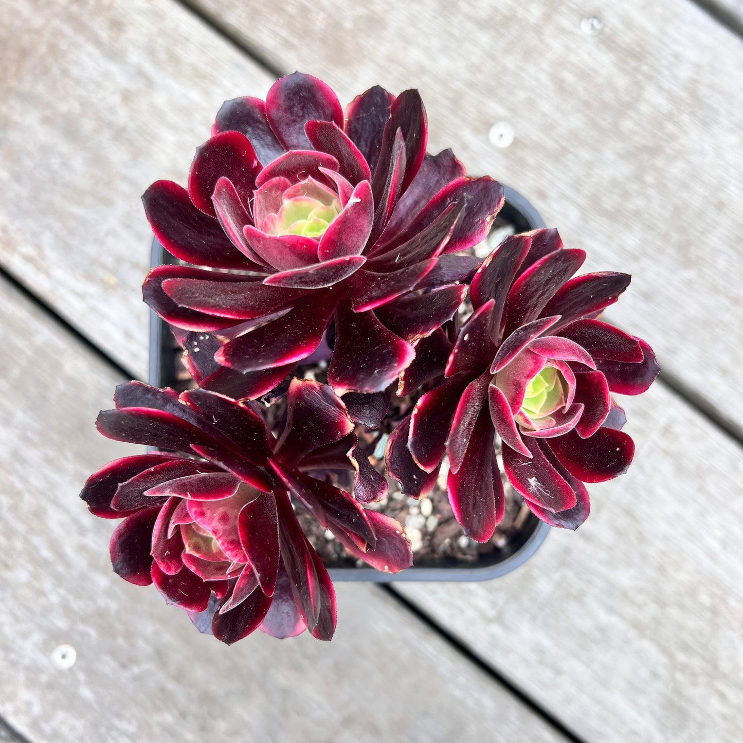 1211 Aeonium Super Bang