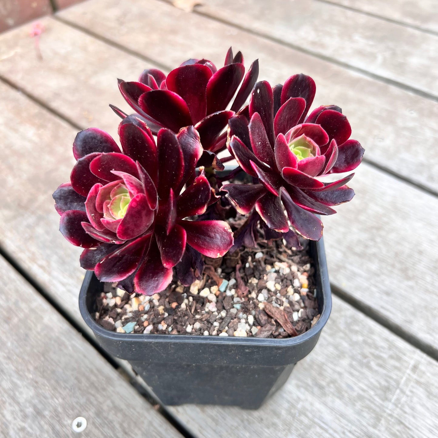 1211 Aeonium Super Bang