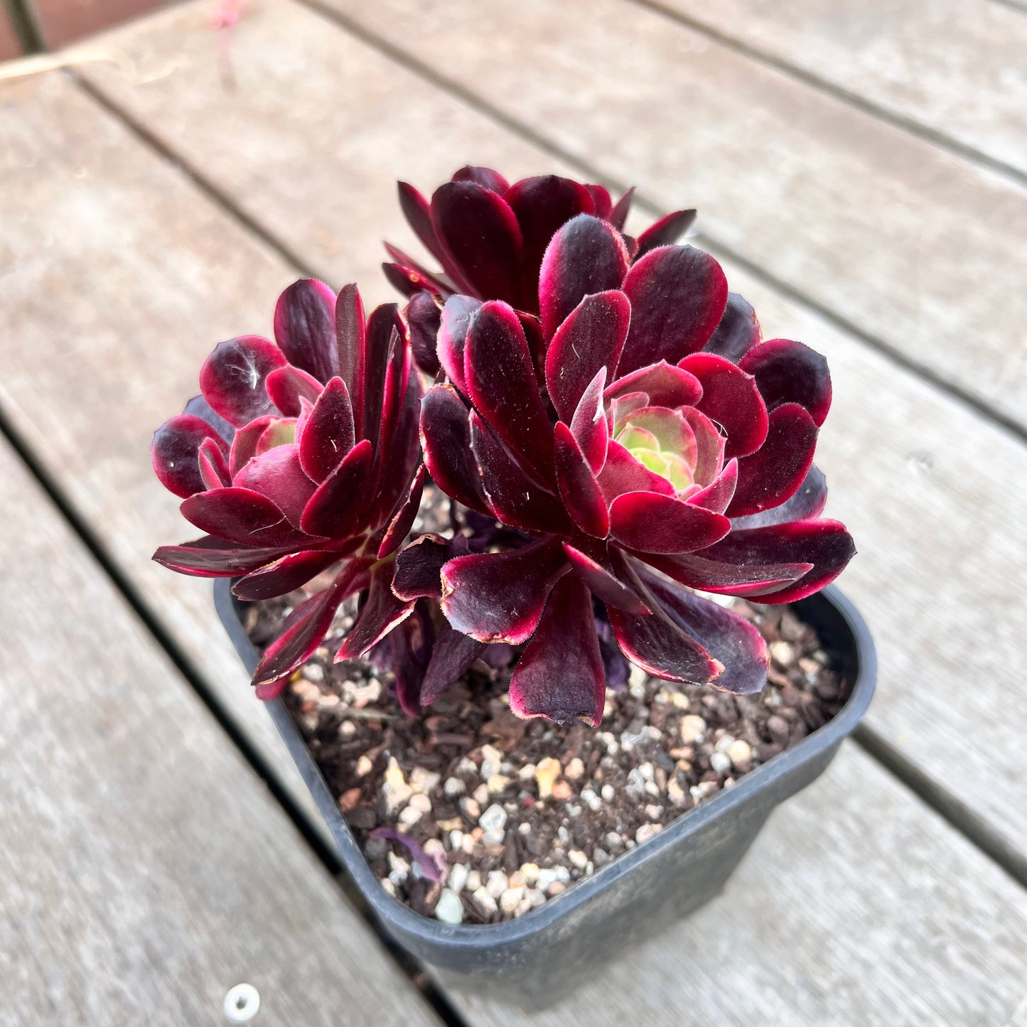 1211 Aeonium Super Bang