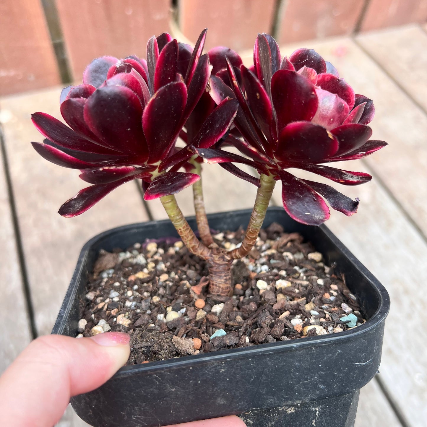 1211 Aeonium Super Bang