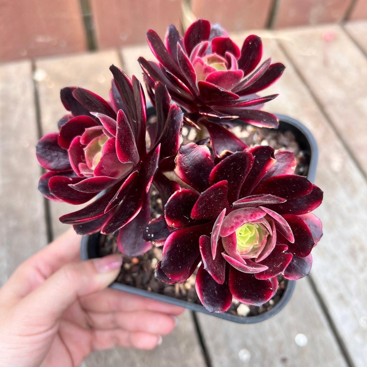 1211 Aeonium Super Bang