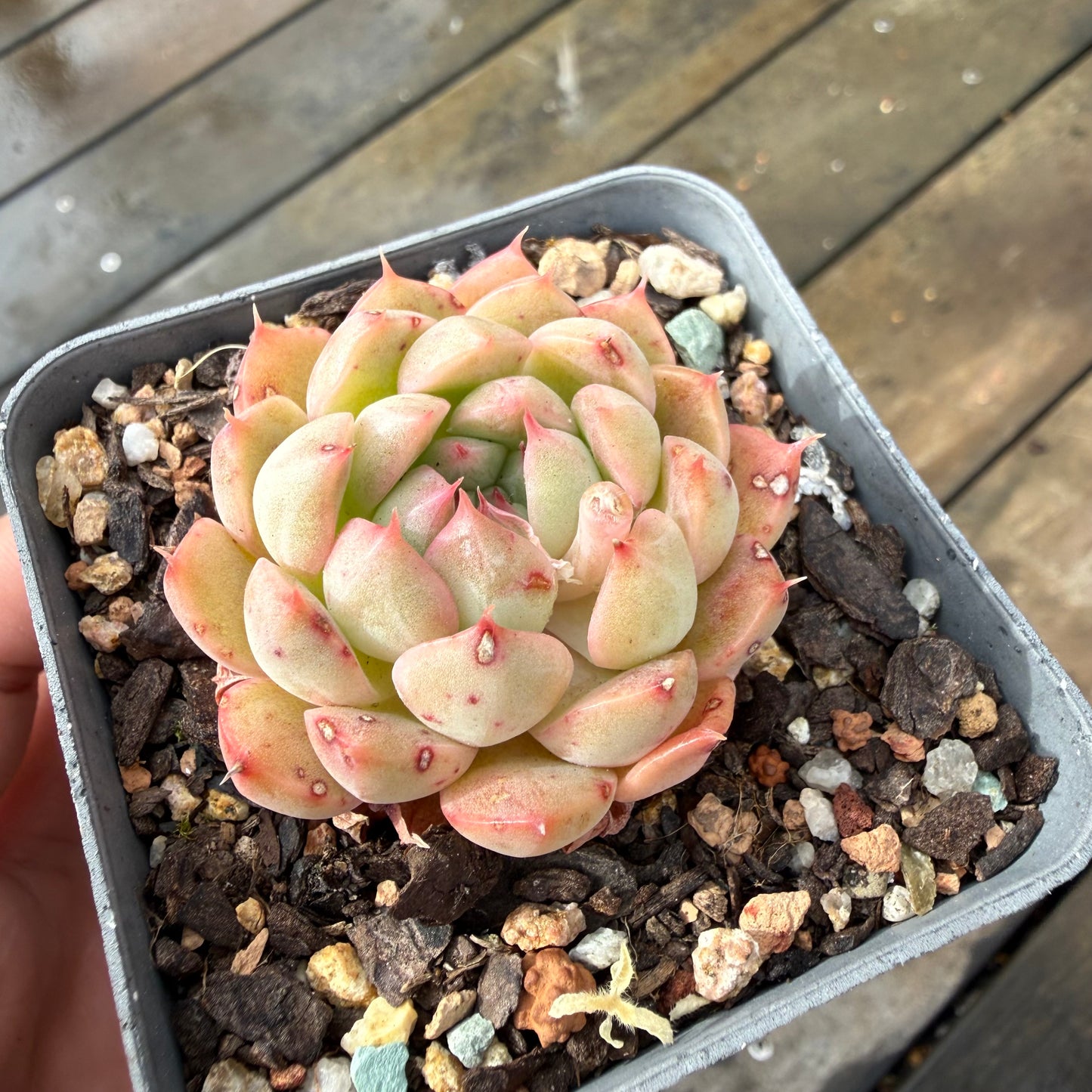1211 Echeveria Agavoides x Malgan