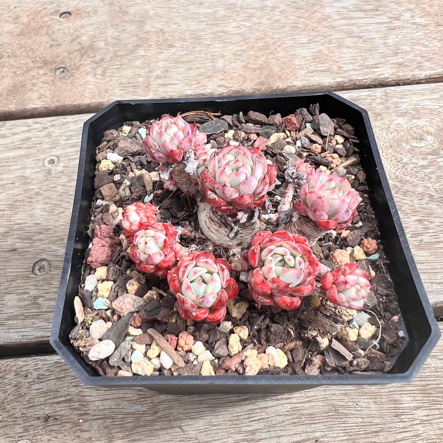 1211 Echeveria Blue Minima