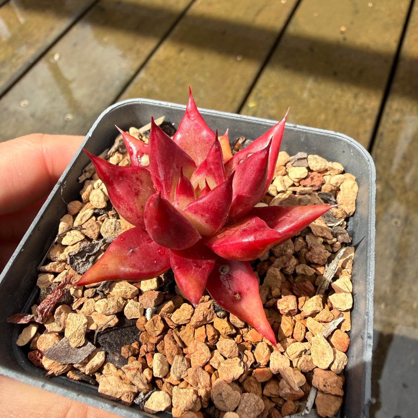 1211 Echeveria Cayenne