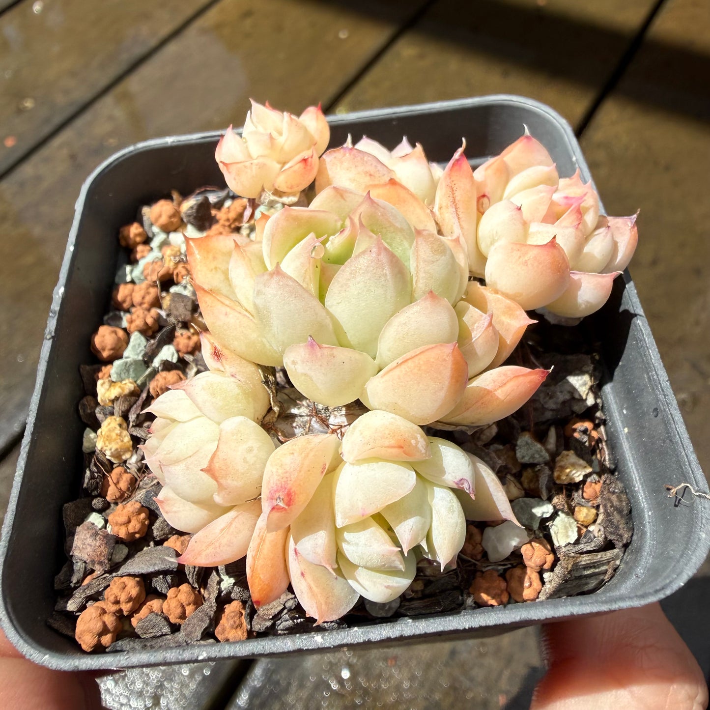 1211 Echeveria Elegans 'Pink Edges'