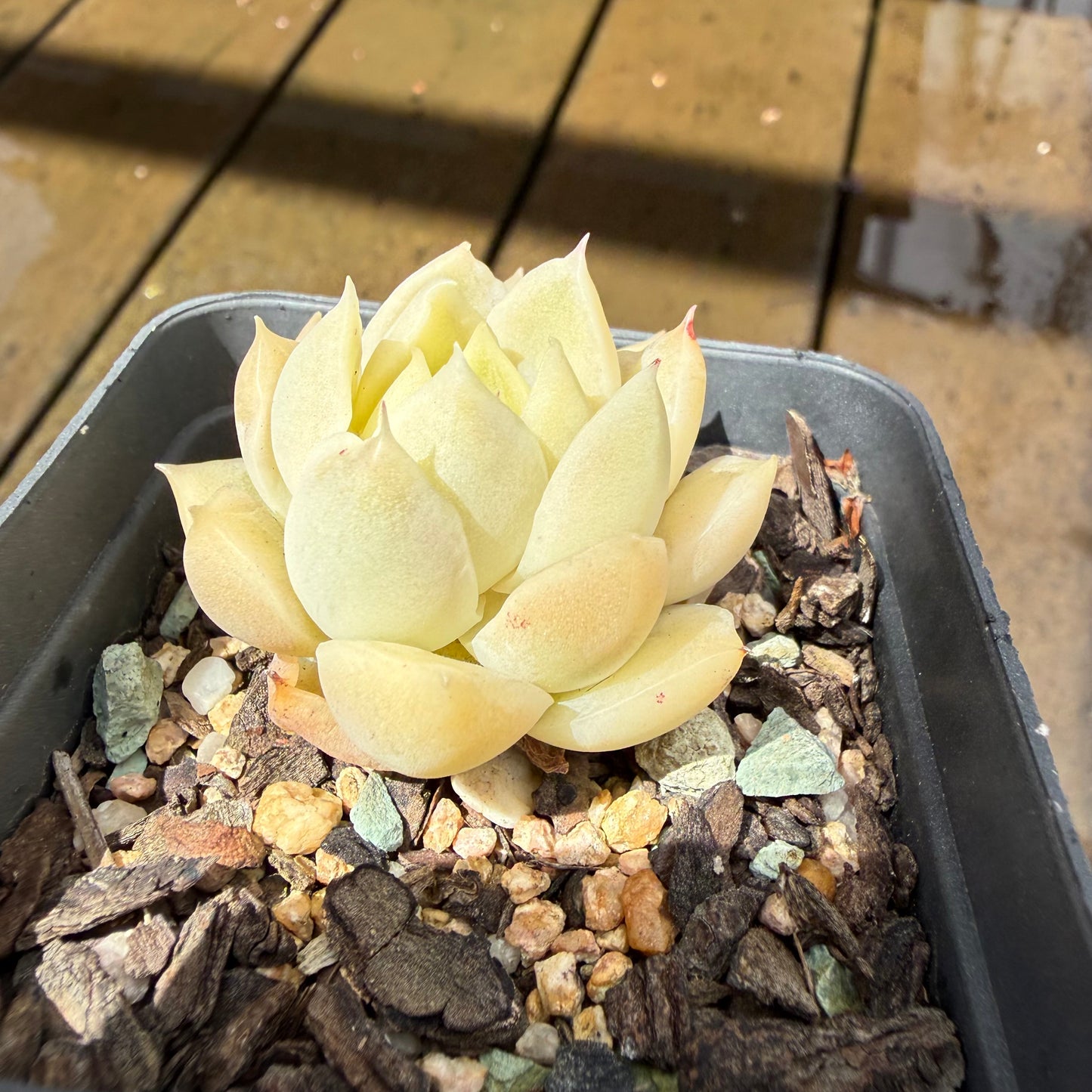 1211 Echeveria Jade Kylin