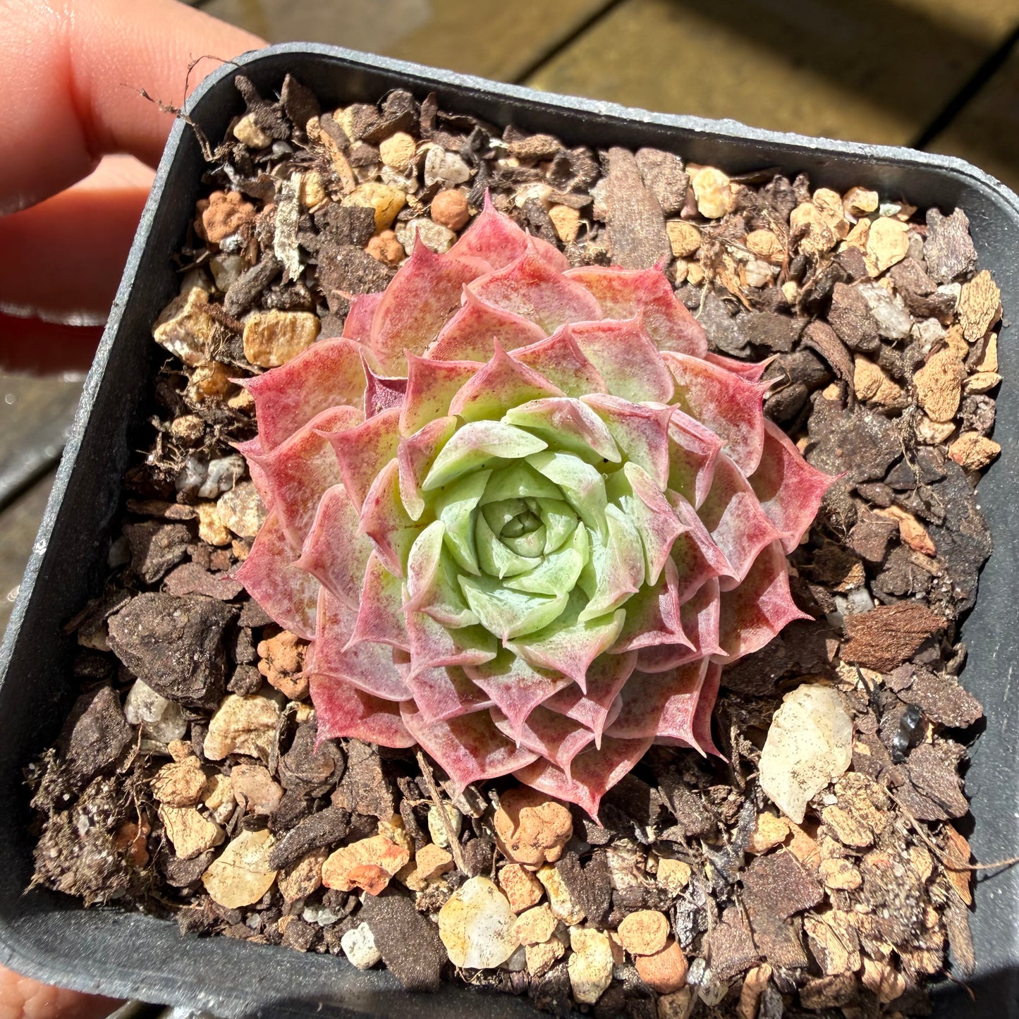 1211 Echeveria Mohican