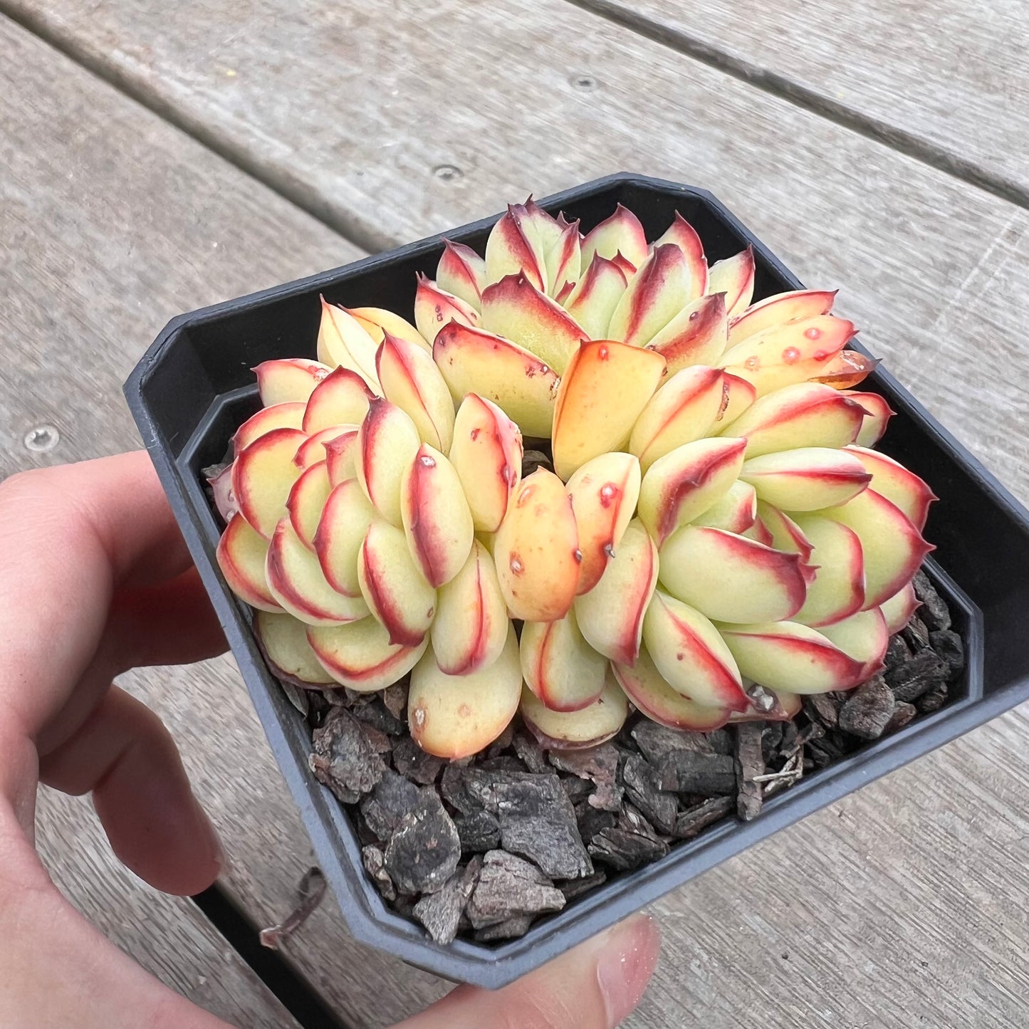 1211 灵隐/红边灵隐