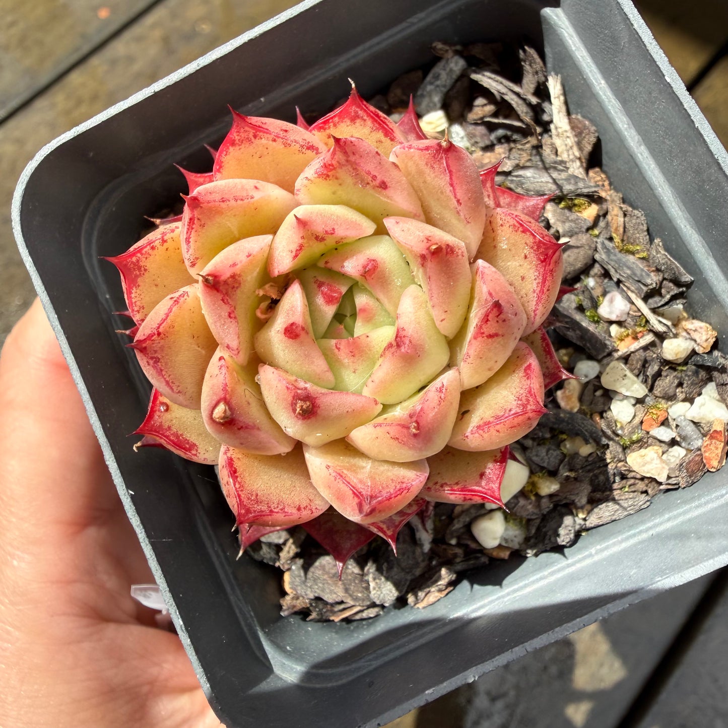 1211 Echeveria Queen 'Hi-ins'