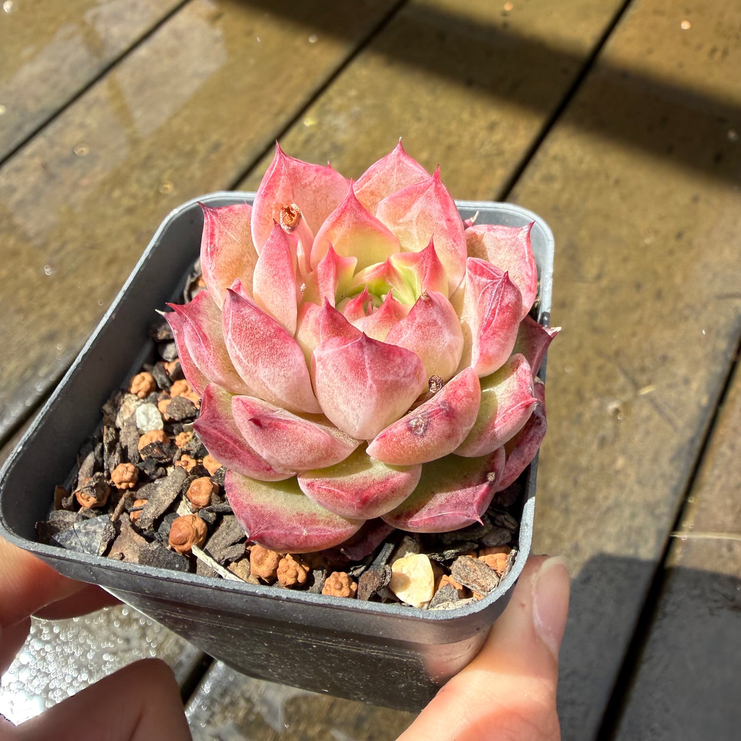 1211 Echeveria 'Queen Red Wine'