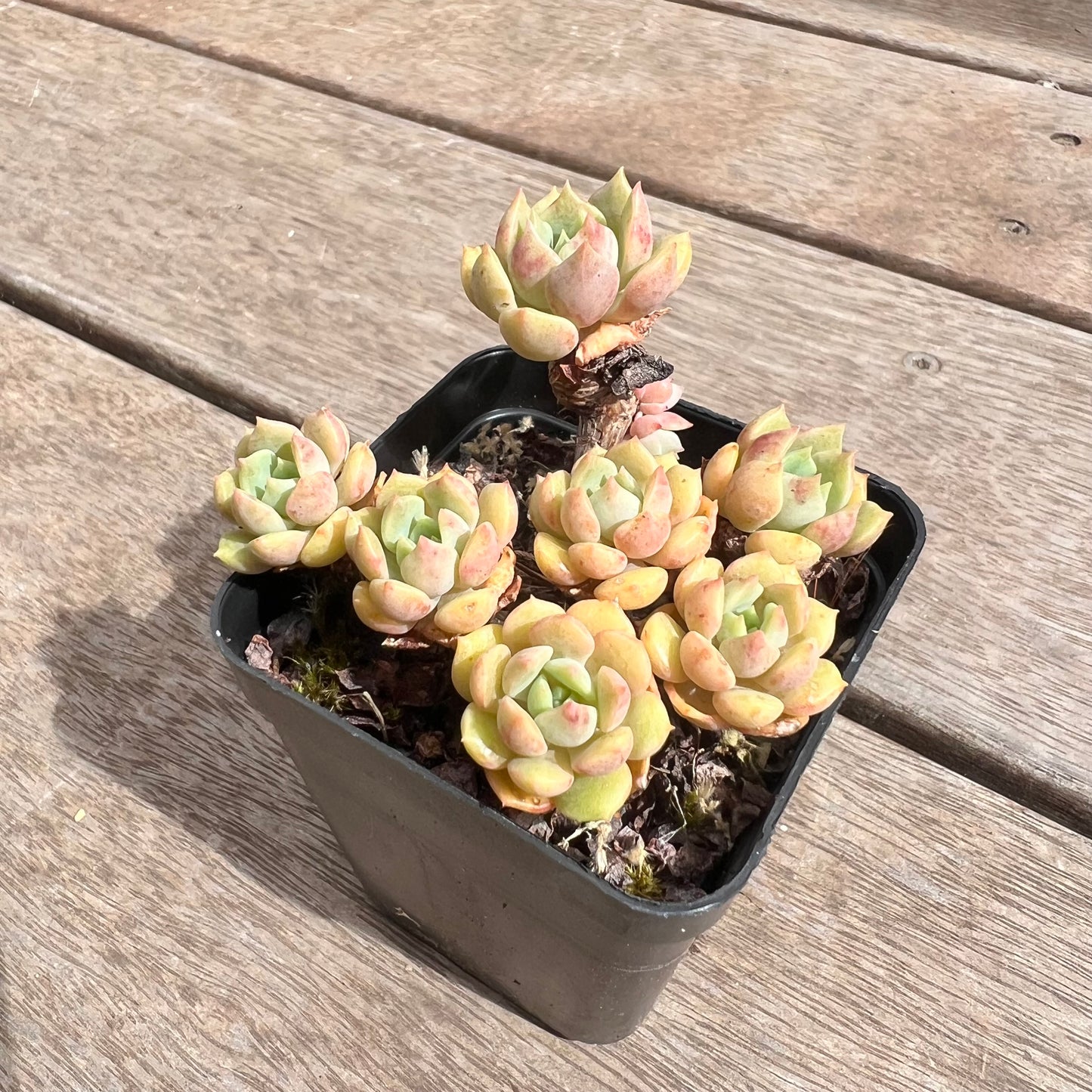 1211 Sovereign Sands