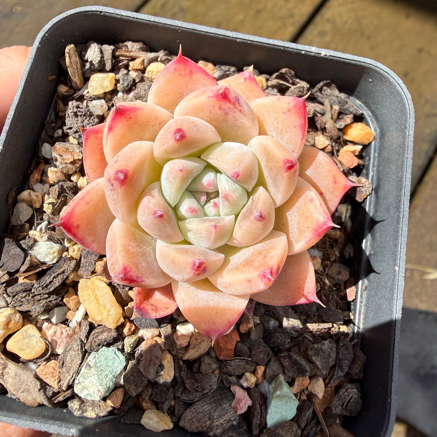 1211 Echeveria 'White King'