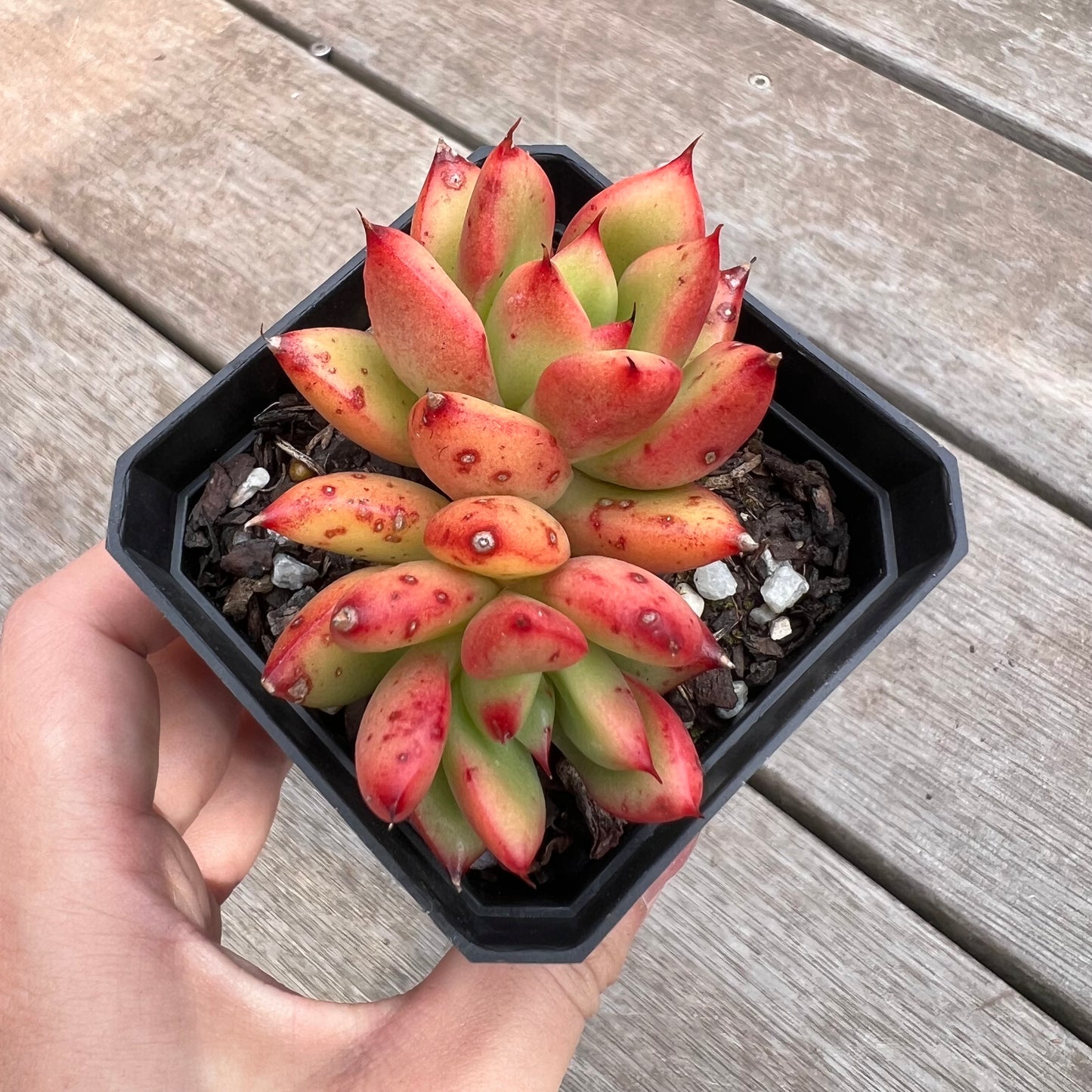 1211 Echeveria Agavoides 'Victor Reiter'