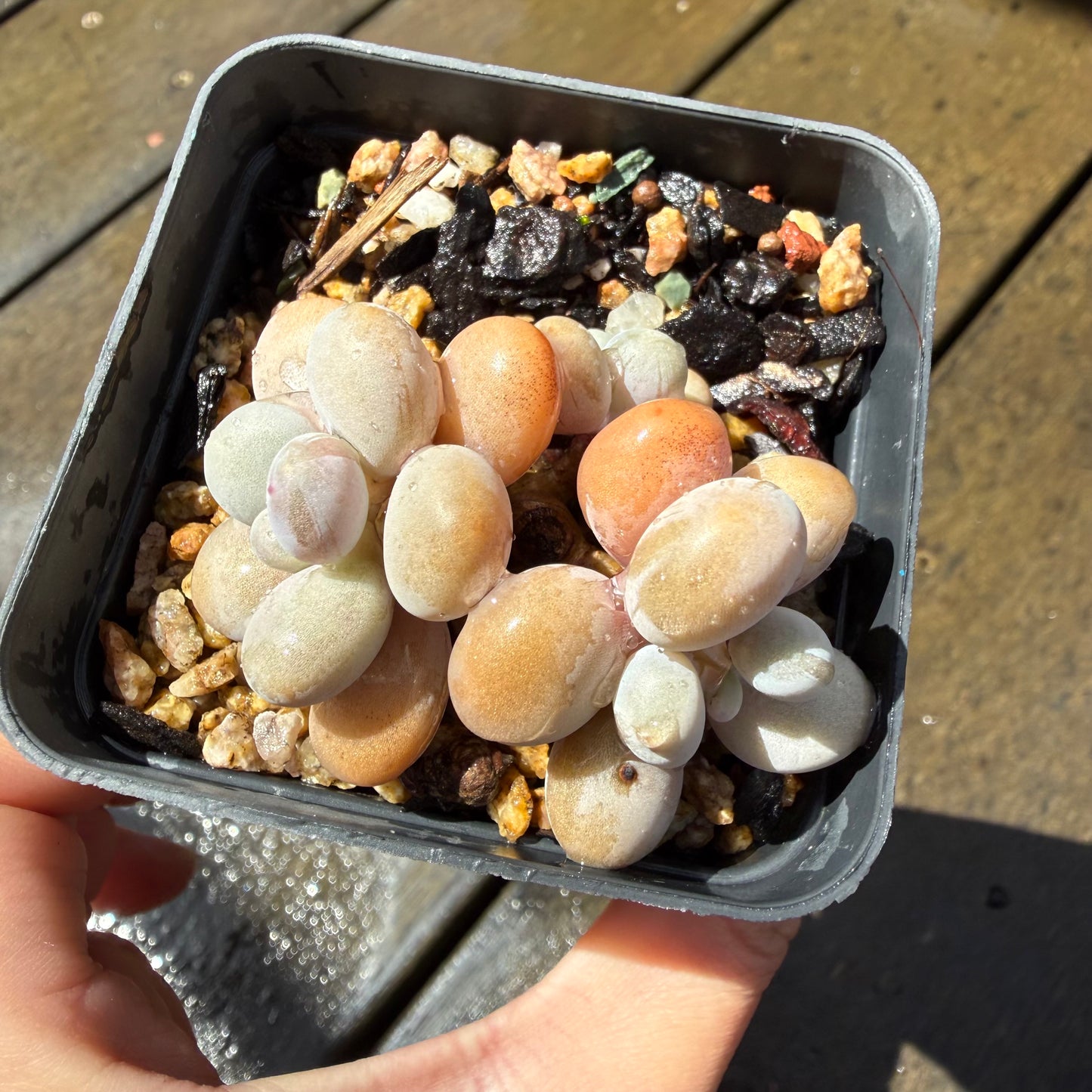 1211 Graptopetalum Amethystinum / Lavender Pebbles