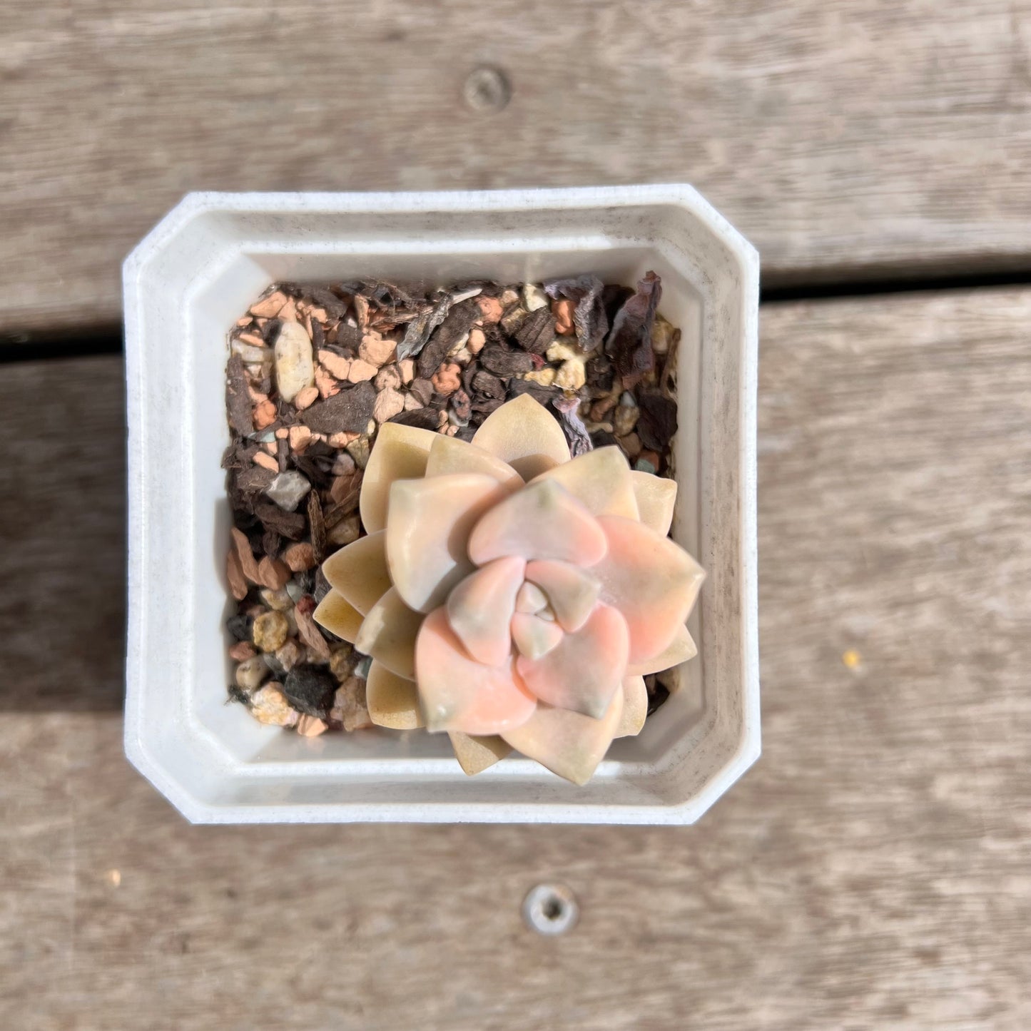 1211 Graptopetalum Paraguayense ssp.Bernalense Variegated