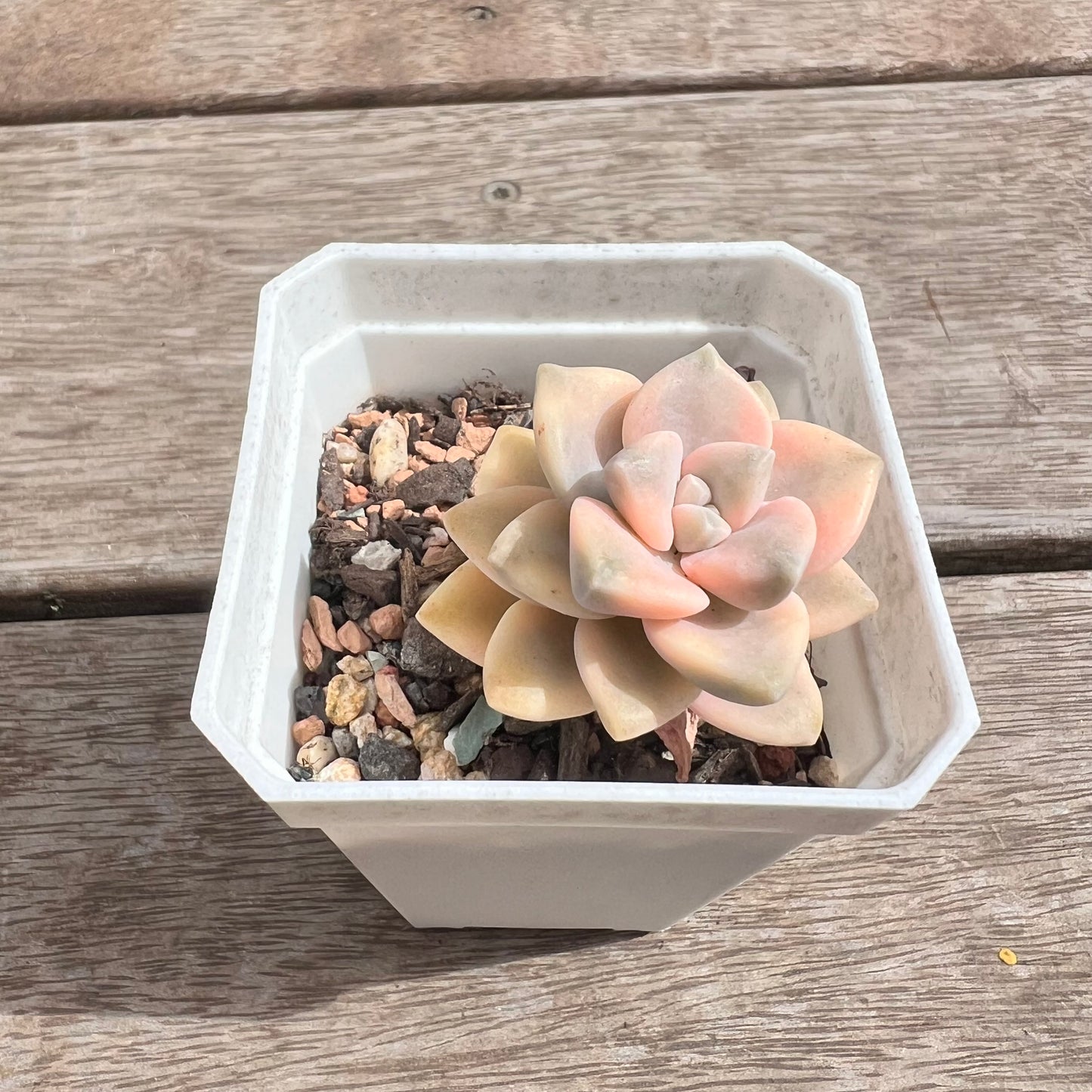 1211 Graptopetalum Paraguayense ssp.Bernalense Variegated