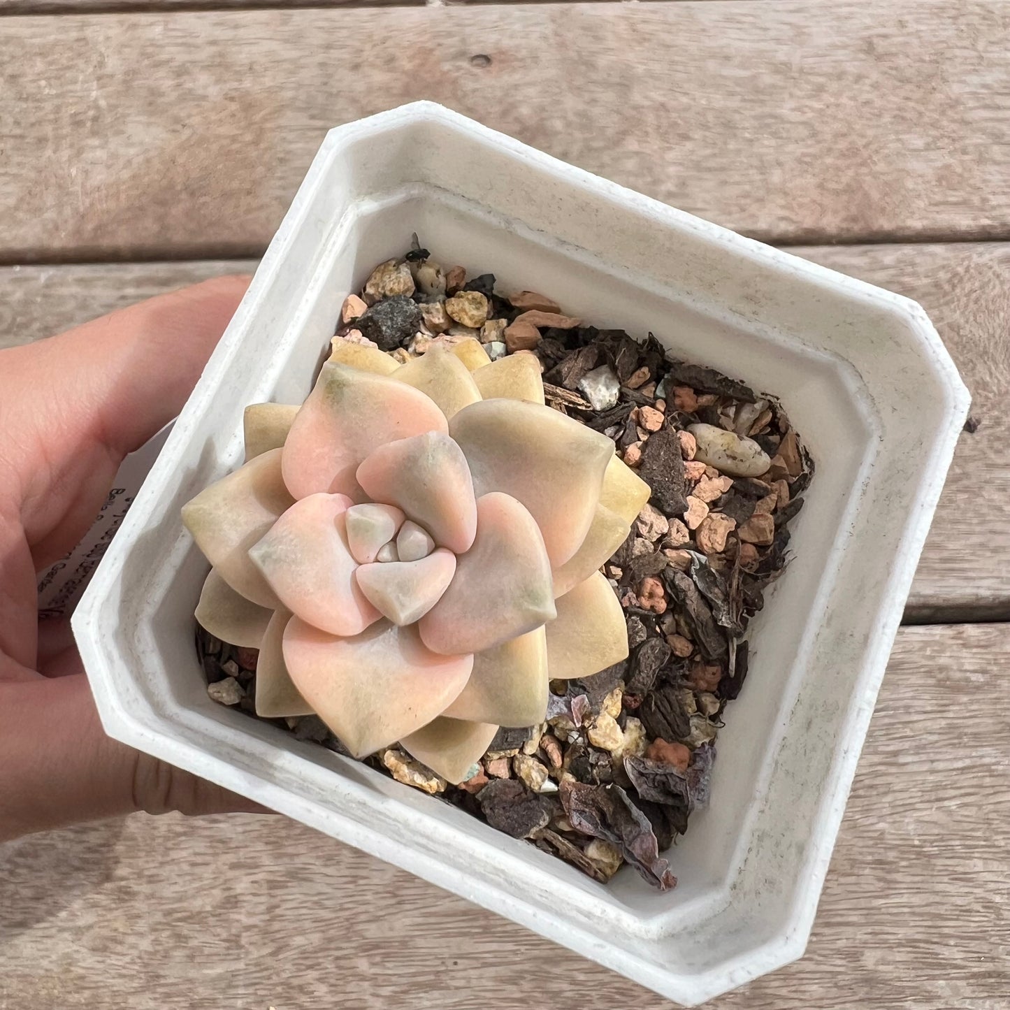 1211 Graptopetalum Paraguayense ssp.Bernalense Variegated