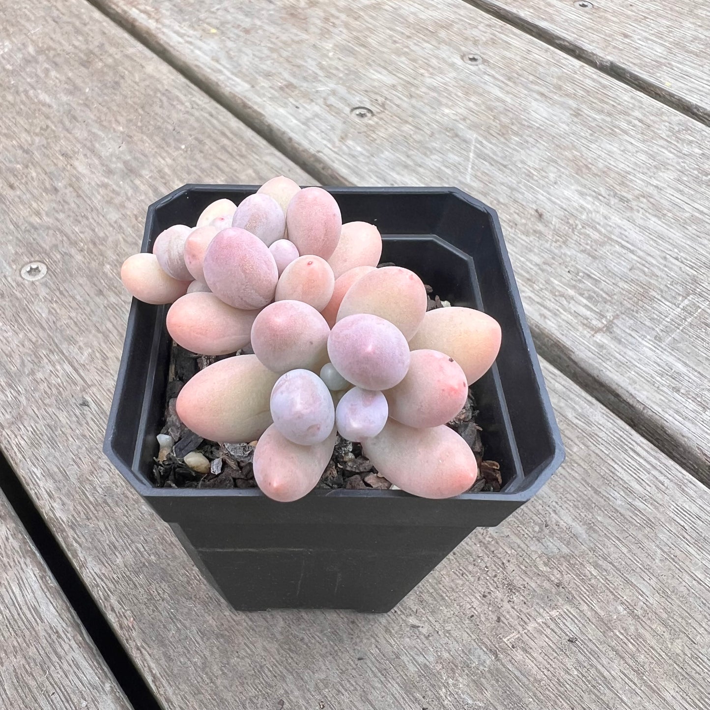1211 Pachyphytum 'Egg Tart'