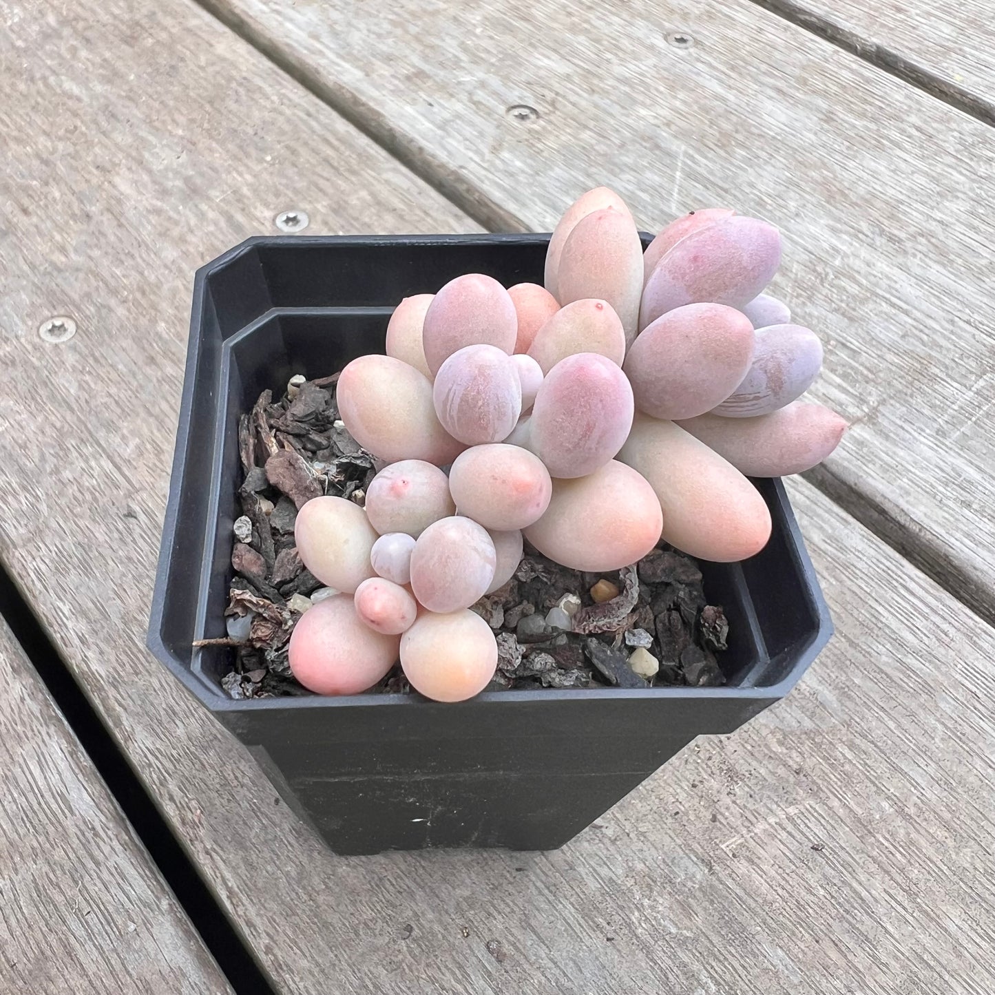1211 Pachyphytum 'Egg Tart'