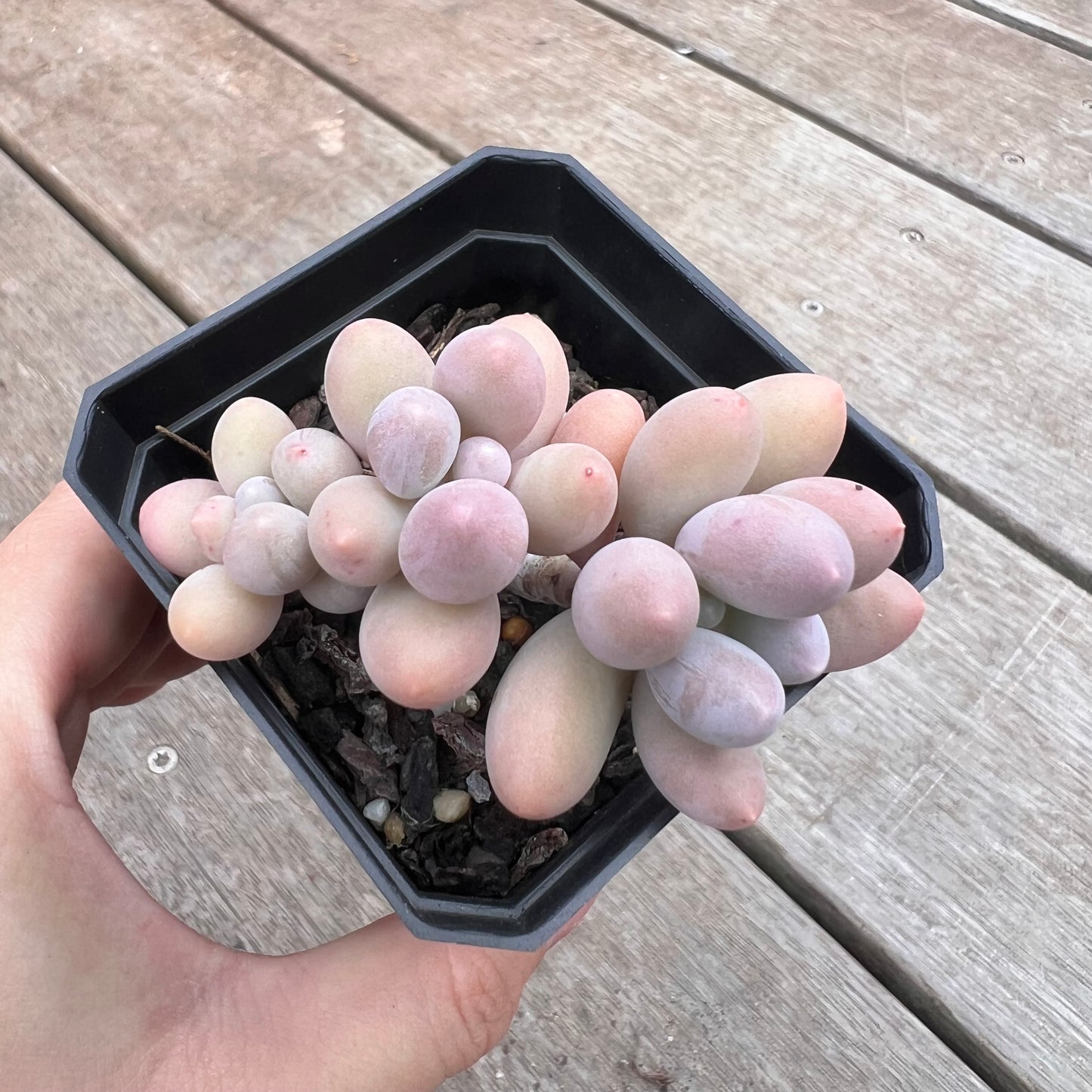 1211 Pachyphytum 'Egg Tart'