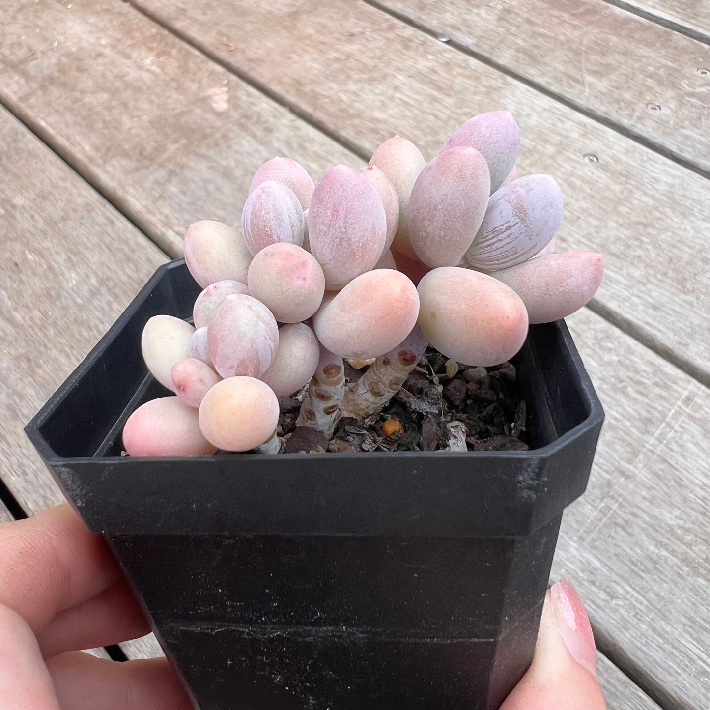1211 Pachyphytum 'Egg Tart'