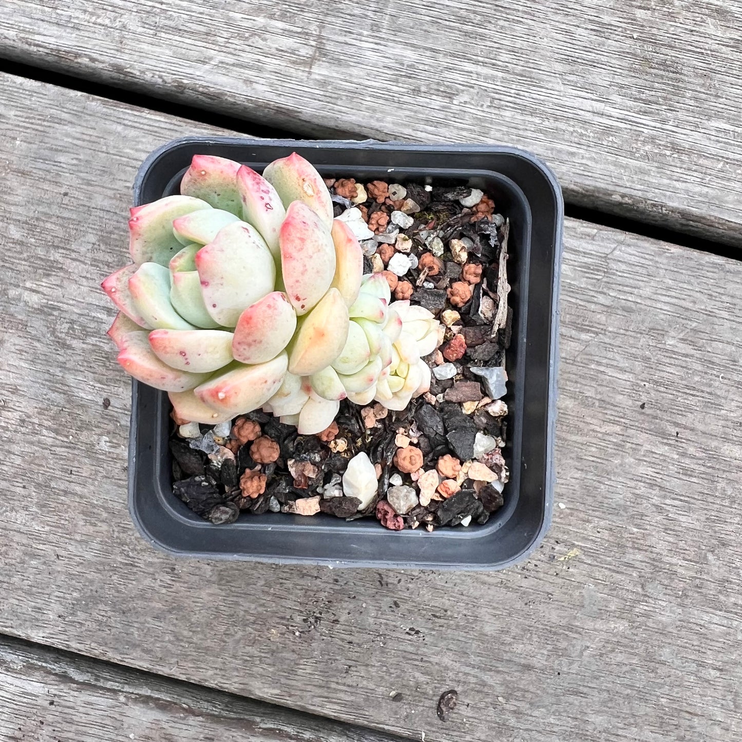 1211 Sedeveria Vanilla Bis