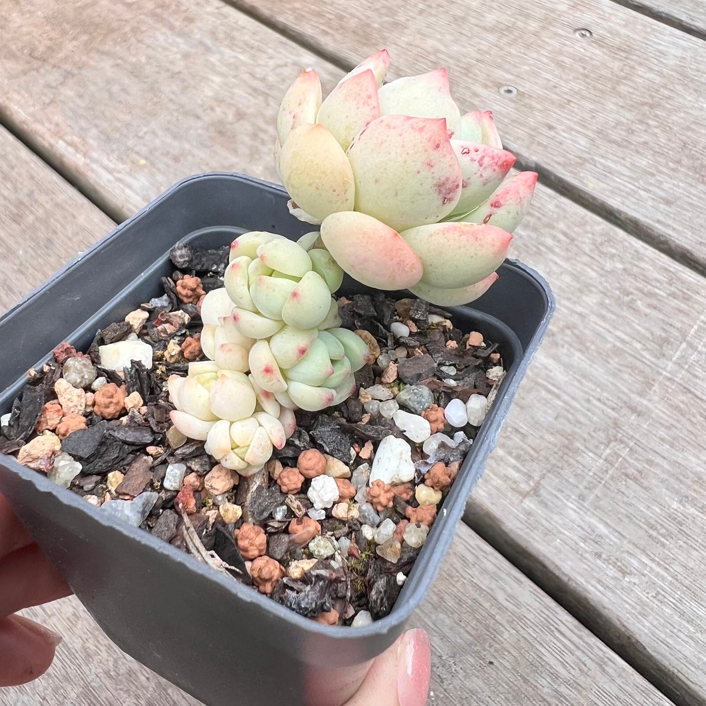 1211 Sedeveria Vanilla Bis