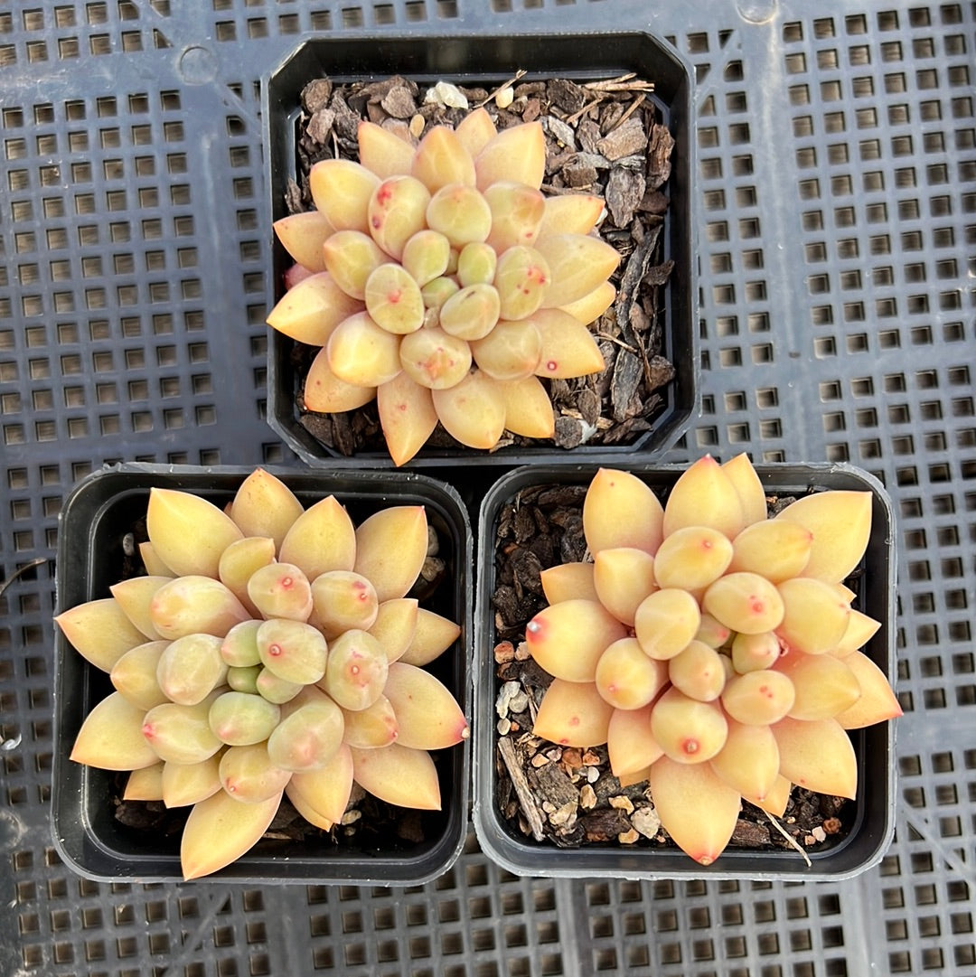 Pachyveria Red Angel's Finger / Red Dragonfly