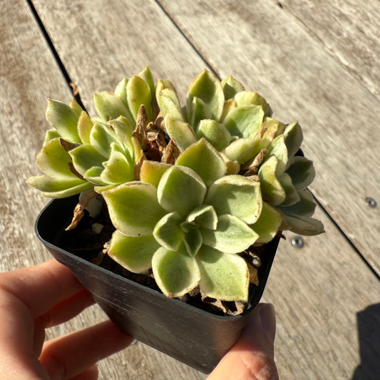 1305 Aeonium 'Ballerina'