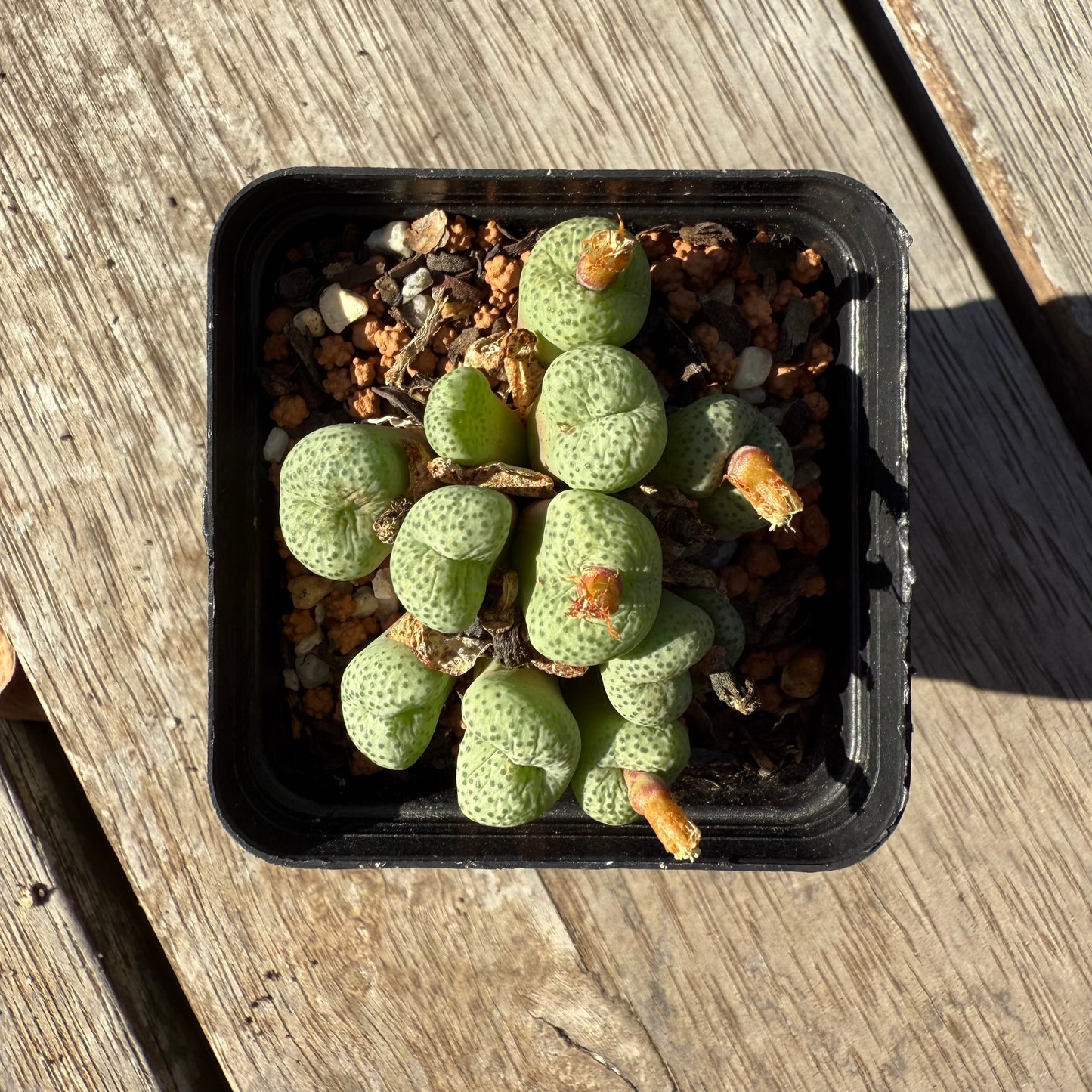 1305 Conophytum sp.