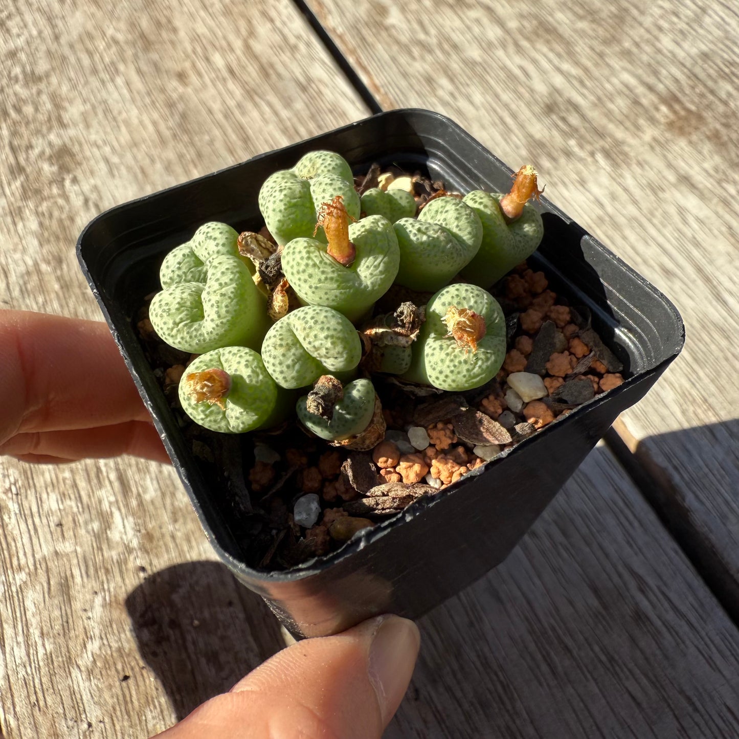 1305 Conophytum sp.