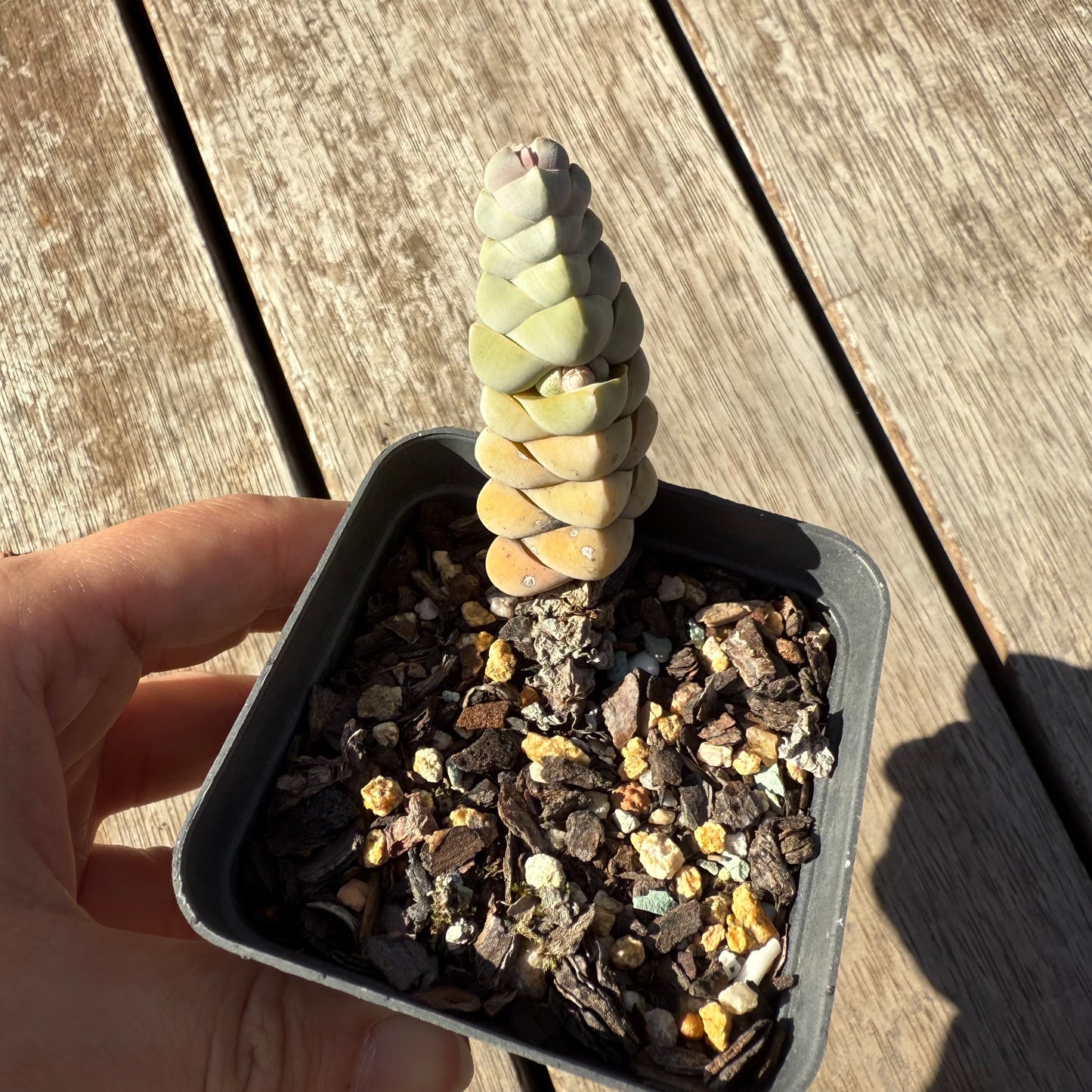 1305 Crassula Arta / Plegmatoides