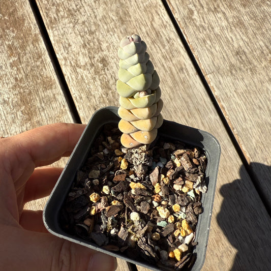 1305 Crassula Arta / Plegmatoides