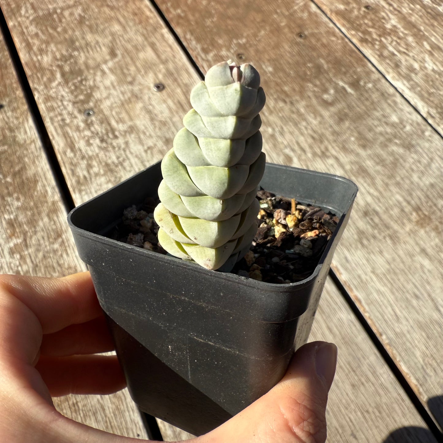 1305 Crassula Arta / Plegmatoides