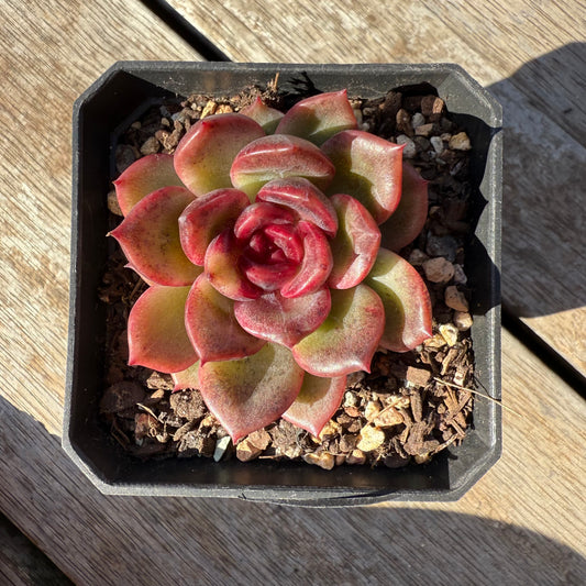 1305 Echeveria Black Rose