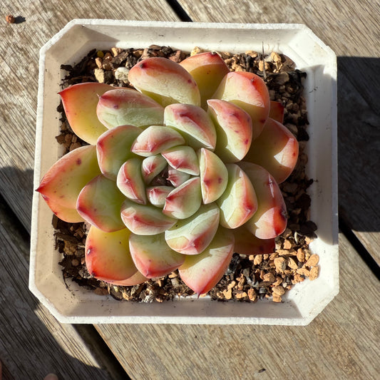 1305 Echeveria Colorata Hybrid