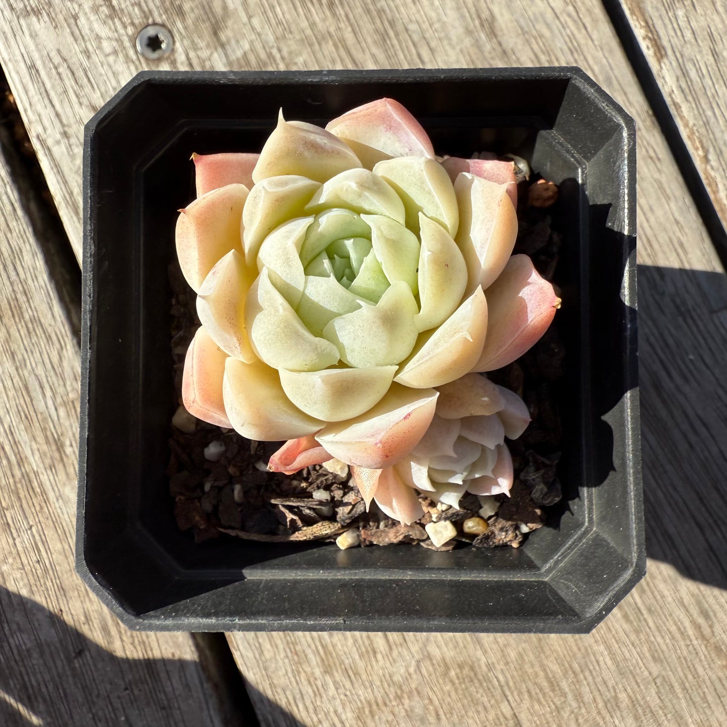 1305 Echeveria Elegans 'Alba' aka White Elegans