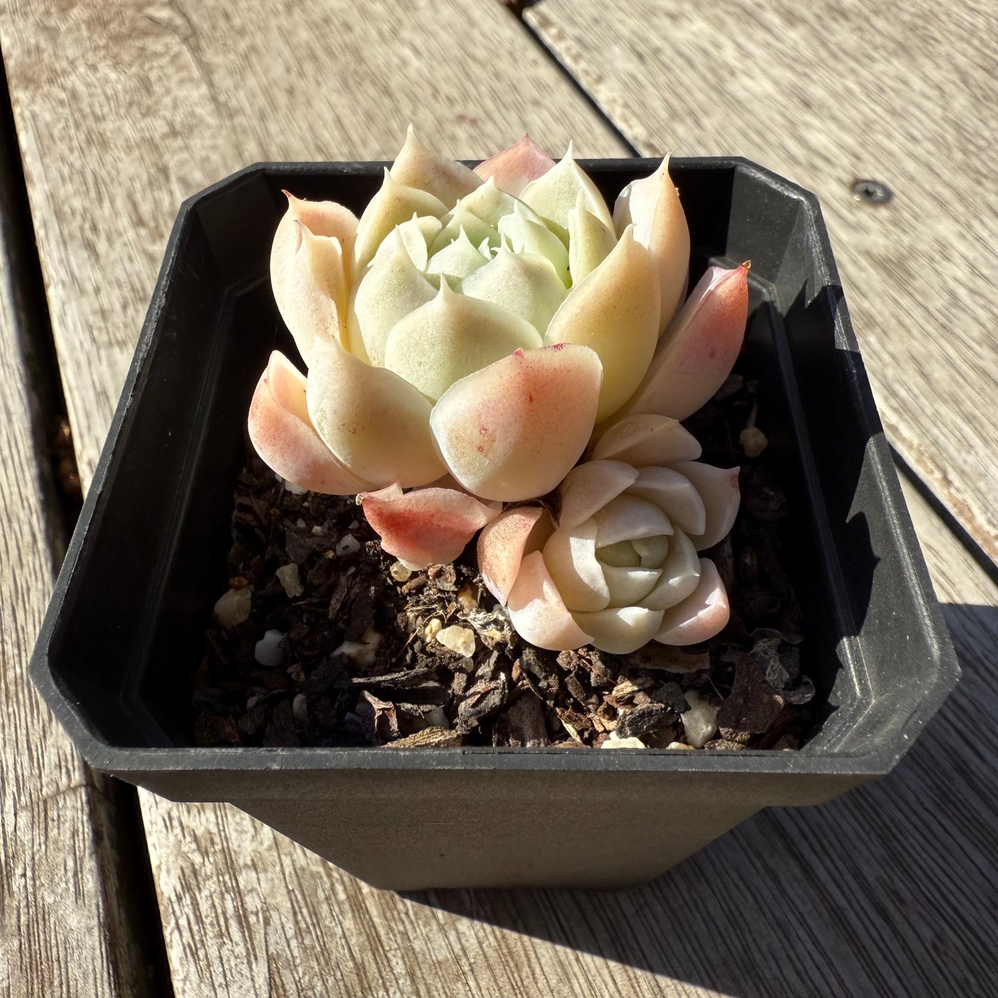 1305 Echeveria Elegans 'Alba' aka White Elegans